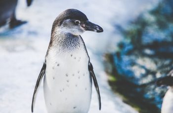 Pingwin działa już w czasie rzeczywistym jako część podstawowego algorytmu Google